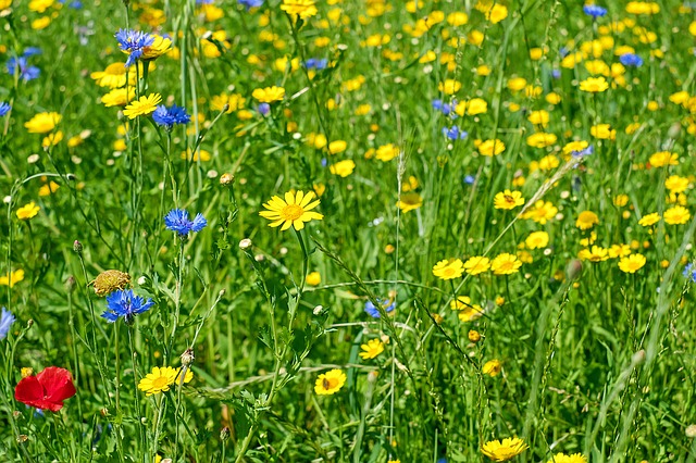 flowers 1481037 640