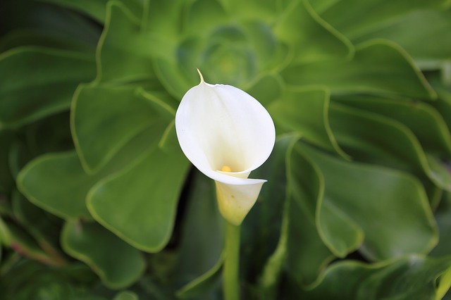 calla lily 952231 640