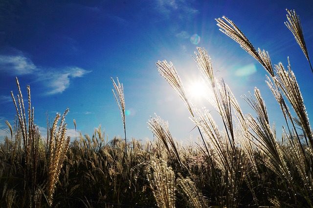 reed 546250 640