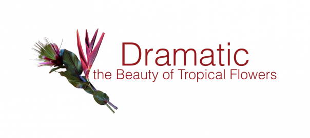Dramatic – the Exotic Beauty